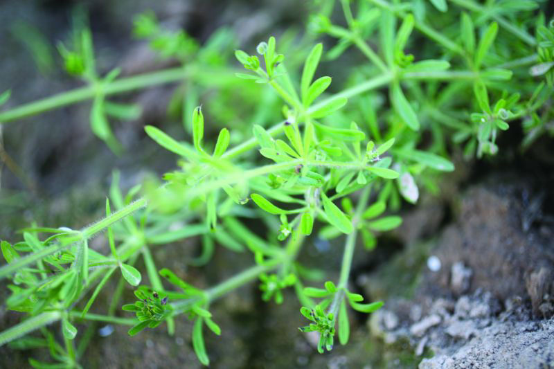 Cleavers
